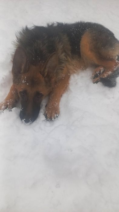 Щенки немецкой овчарки