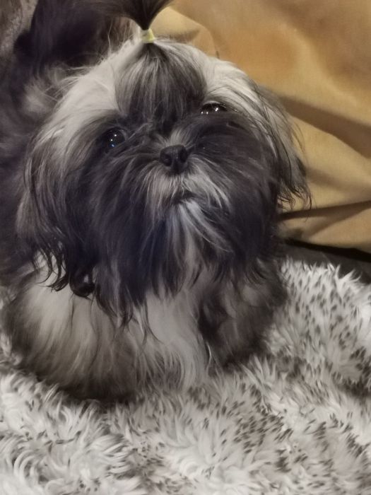 Piesek   shih - tzu z trzema szczepieniami.