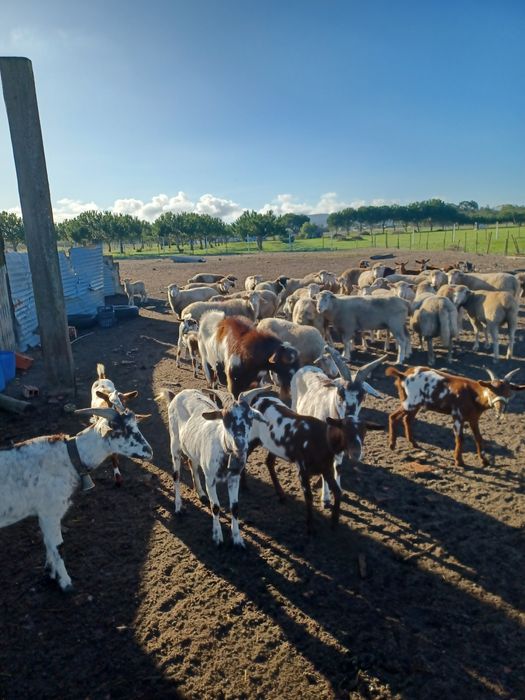 Estrume de Ovelha & Cabra