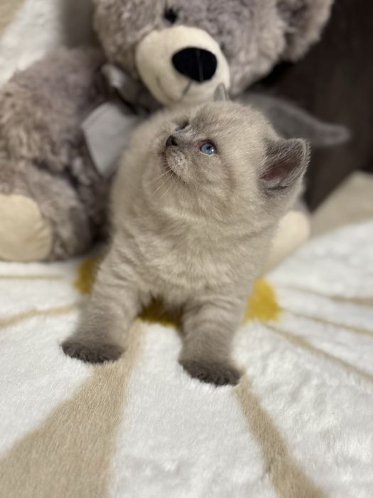 Kocur Brytyjski Point Kot ColorPoint  Kotek