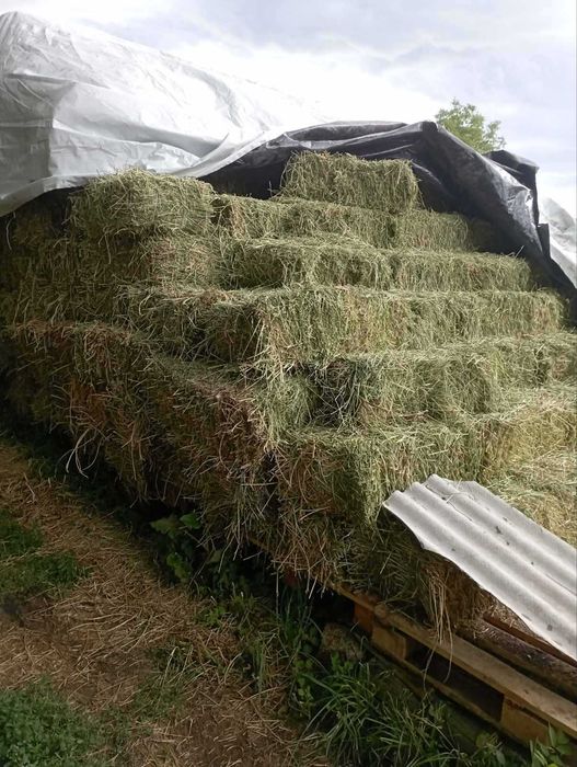 Сіно Люцерни в Тюках