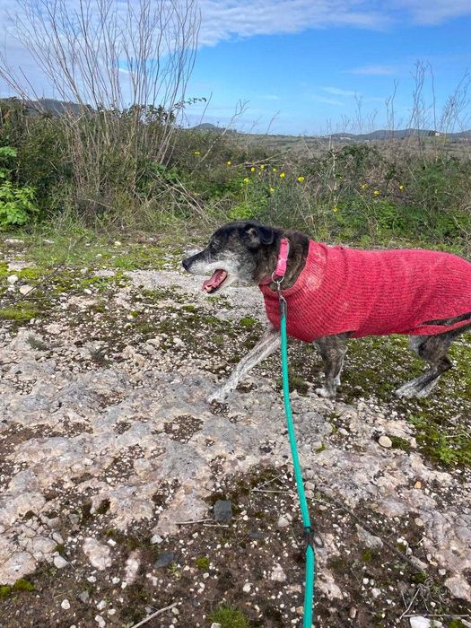 Jane - Para Adopção