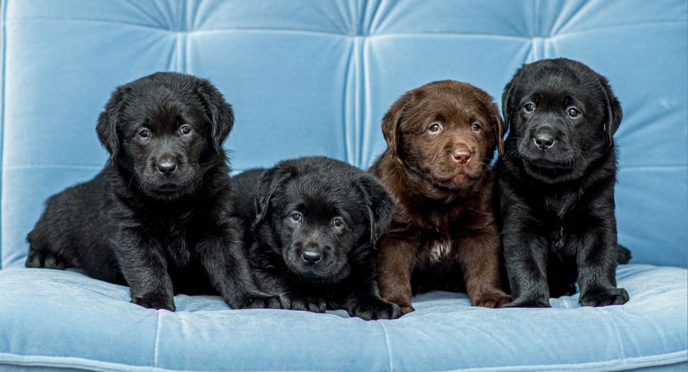 Лабрадор ретривер. КСУ-FCI