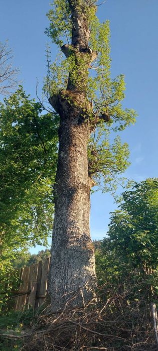 Jesion kłoda pień klocek dłużyca drzewo drewno jesionowe