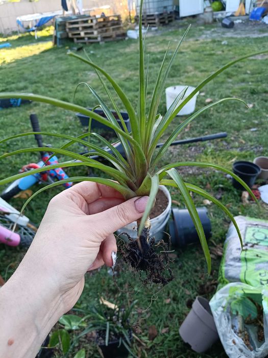 tillandsia strictwa oplątwa