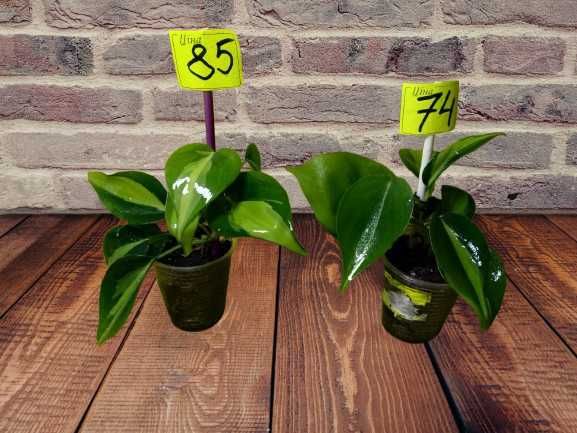 Філодендрон Бразіл