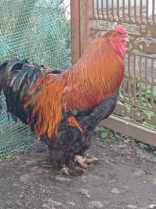 Kogut kochin olbrxymi