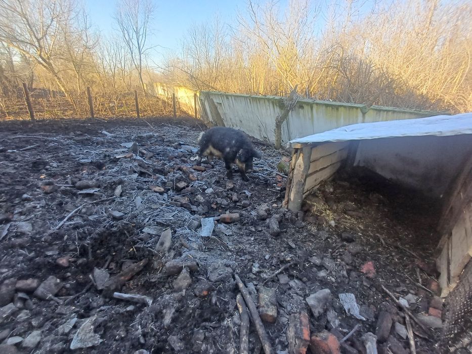 Кнур венгерська пухова мангалиця