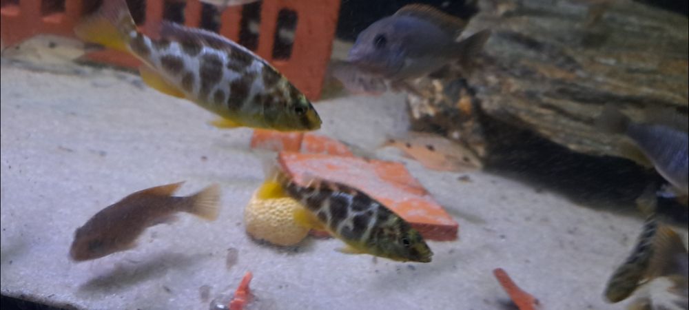 Pyszczak wspaniały Nimbochromis venustus