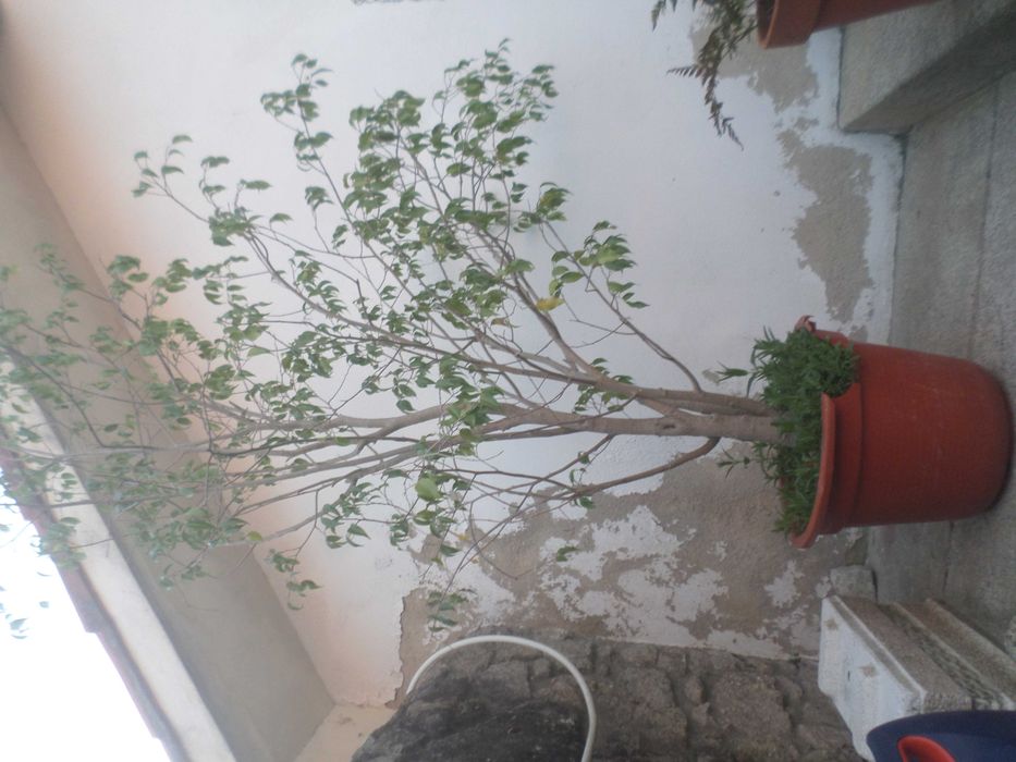 Ficcus benjamim em vaso plastico   +/- 1.90cm