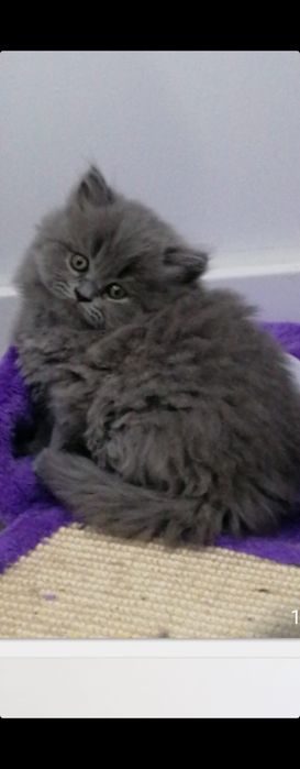 Gatinho scottish fold