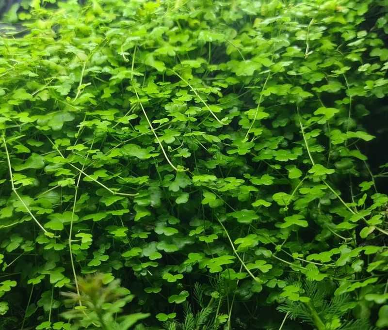 Hydrocotyle tripartita Japan