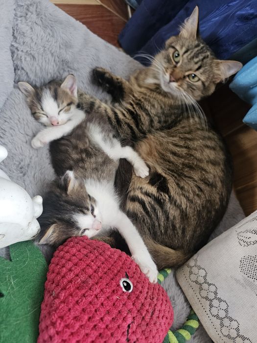 Kotki do adopcji