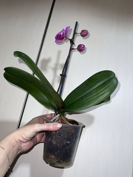Орхидея. Фаленопсис. Rayka 9.