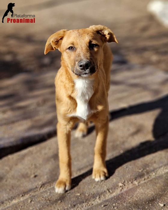 KORA - Cadelinha jovem para adoção!