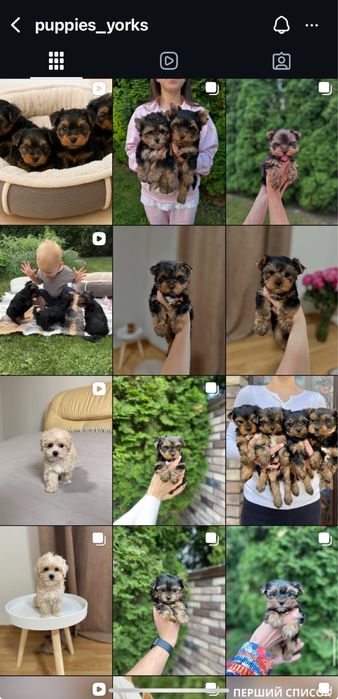 Йорк хлопчик стандарт — 2,5 місяці