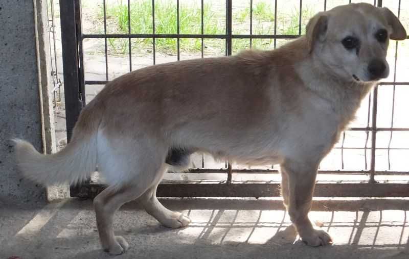 LIGOŃ mały biszkoptowy pies do adopcji