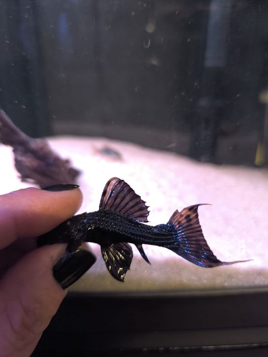 Vendo plecos raros
