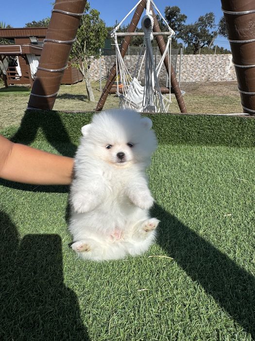Spitz Alemão Anão MINI Fêmea