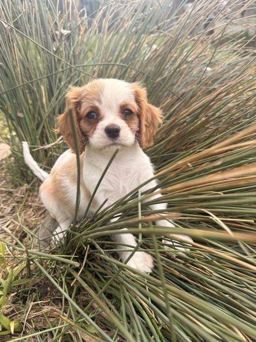Cavalier King Charles Spaniel