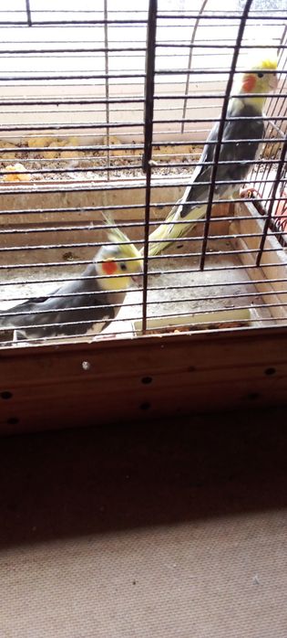 Papugi nimfy samiec i samica