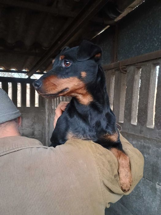 Jagdterier za darmo