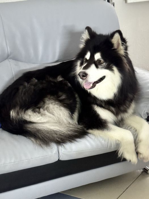 Професійний грумінг для Ваших хвостиків на Дніпровській Набережній 19в