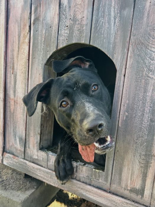 Daisy suczka w typie amstaffa Kalisz Wroclaw Poznan Lodz