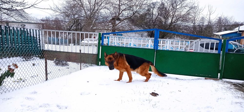Кабель німецької вівчарки для в'язки