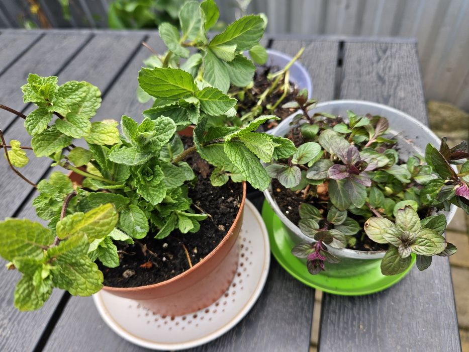 М'ята шоколадна, барбарисова, мохіто