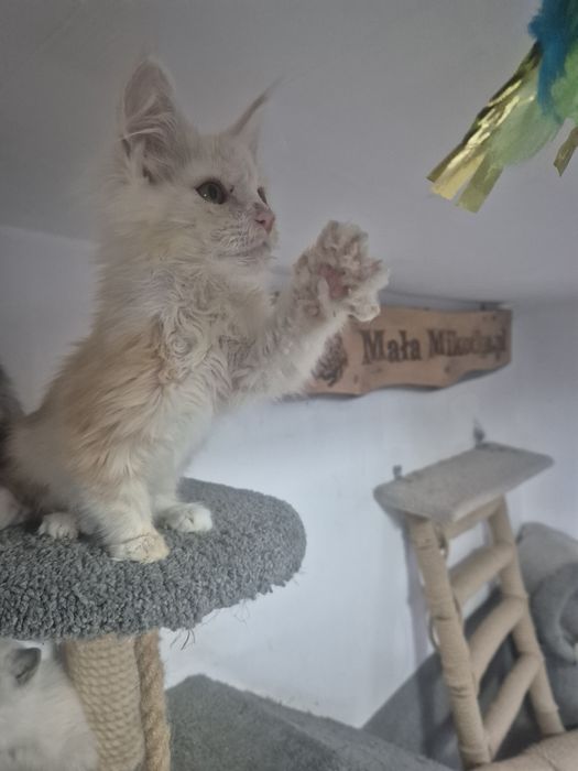 Śliczny kocurek Maine coon