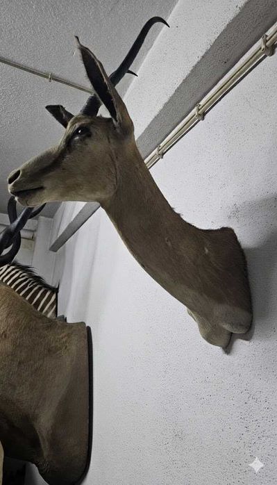 Troféu de Cabra de de Leque