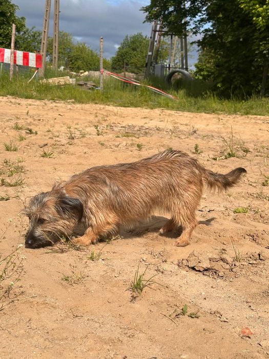 Jack Russell terrier