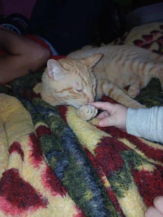 Gatinho amarelinho (Benji)