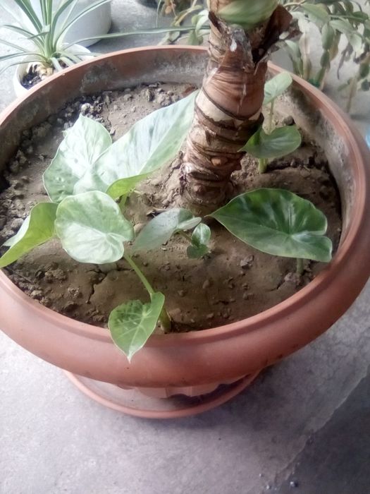 Продам квіти красиві