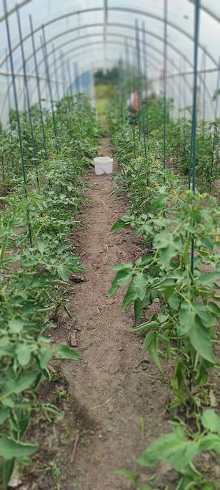 Warzywa ekologiczne.