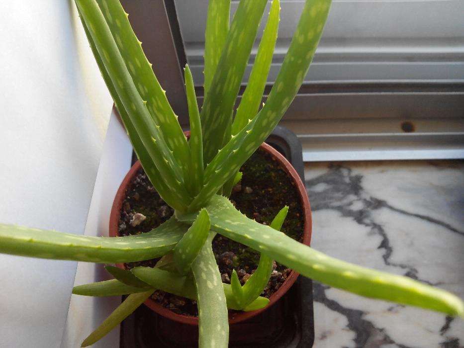Planta Aloe Vera