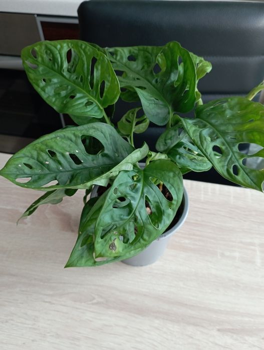 Monstera.  dziurawa