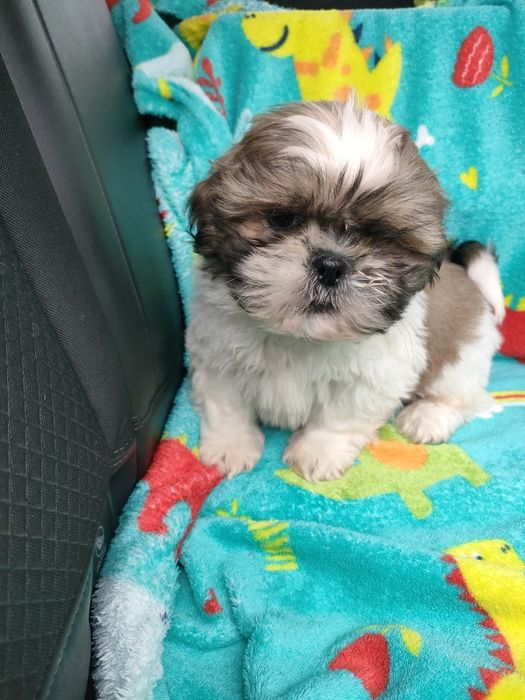 Shihtzu wesoły maluszek