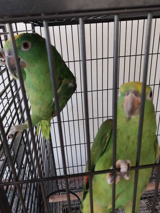 Amazonas Ochrocephala