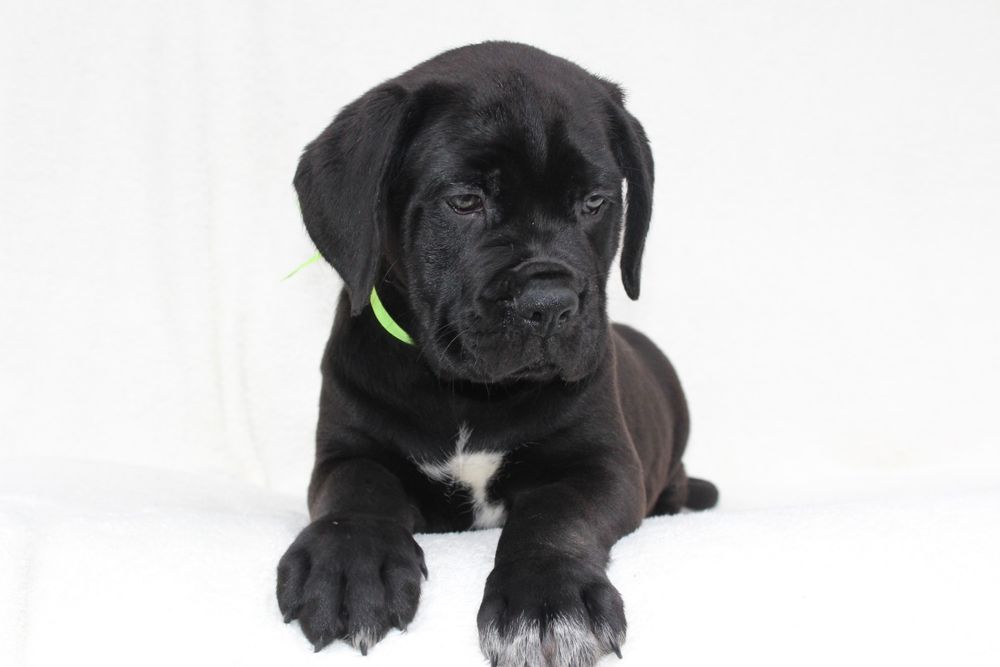 Милі цуценята кане корсо