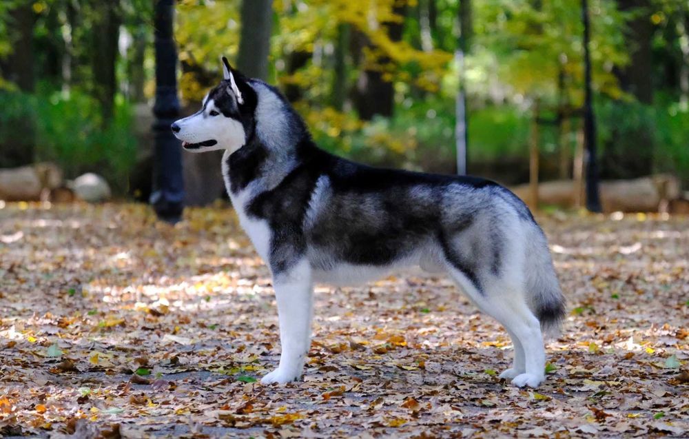 La Dam Latea FCI - Siberian Husky - szczeniak z rodowodem ZKwP