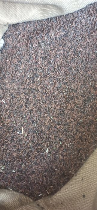 sprzedam facelie błękitną