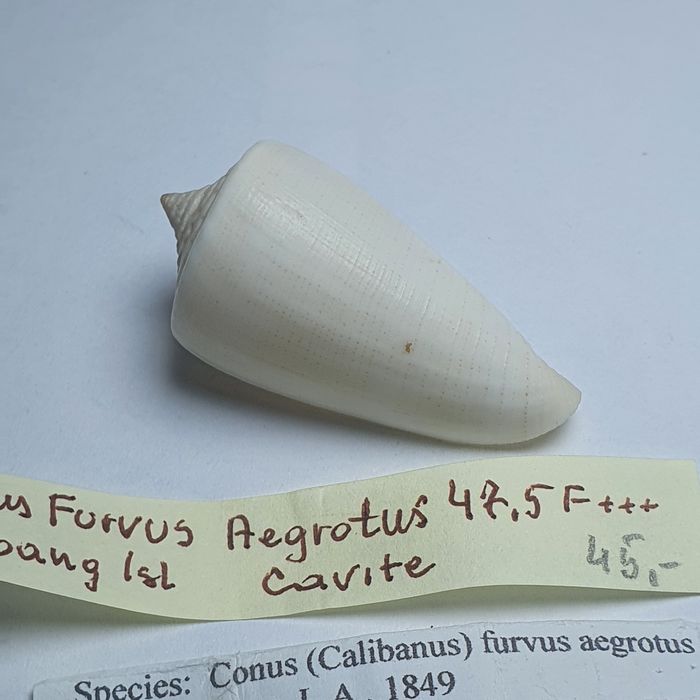 Conus Furvus Aegrotus