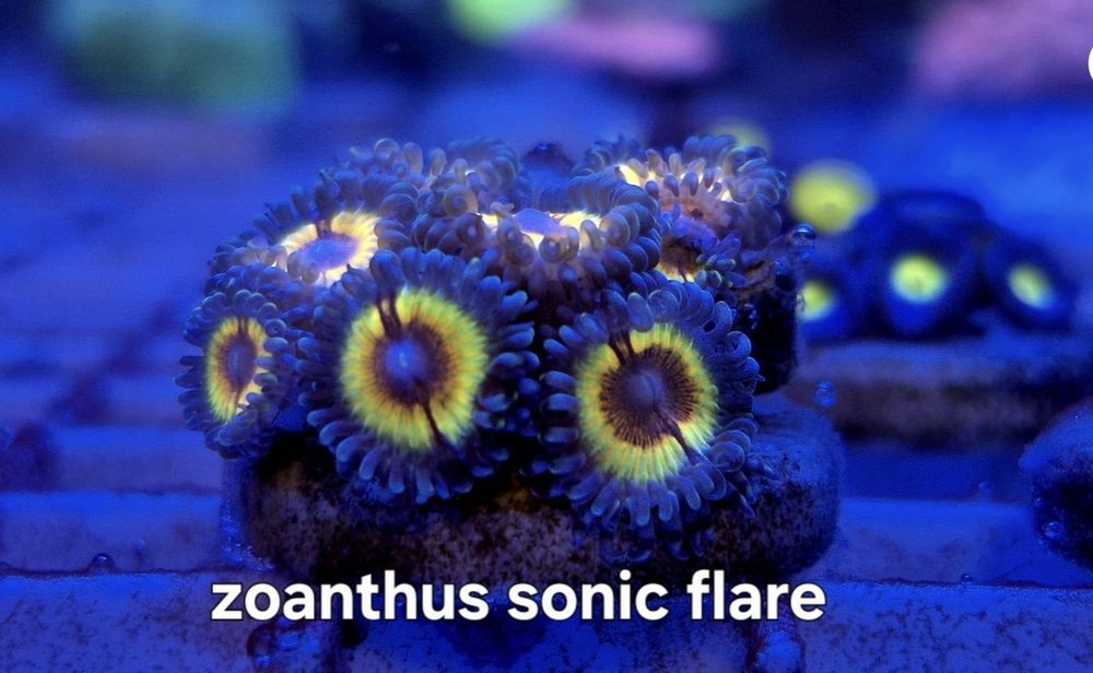 Zoanthus Sonic Flare – zoa premium