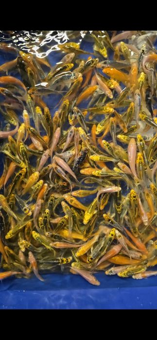 Karp KOI Butterfly 10-12 cm - Wysyłka CAŁA POLSKA