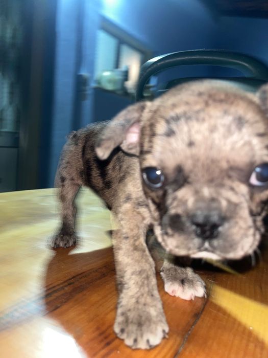 Buldogue francês menino