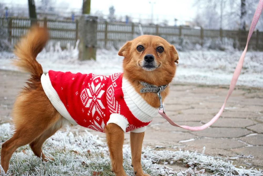 Niepepnosprawna Abby do adopcji