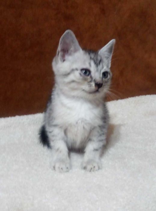 Шотландский котенок,Серебристая шиншилла!