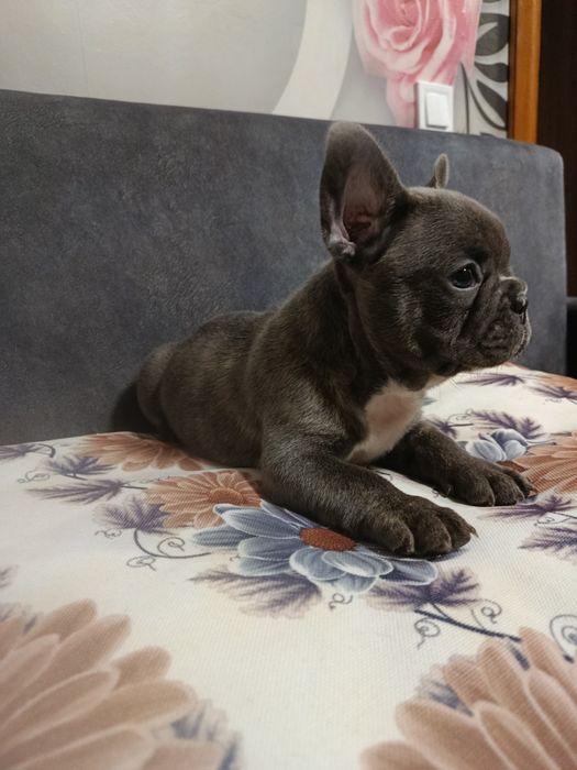 Французькі бульдоги